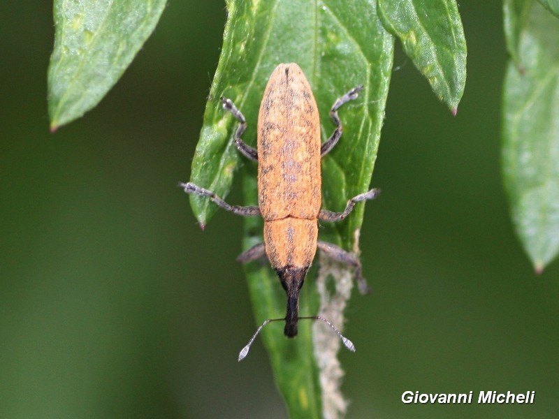 Curculionidae 2 da ID